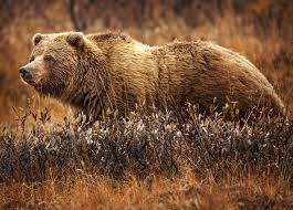 Grizzly bear - Wikipedia